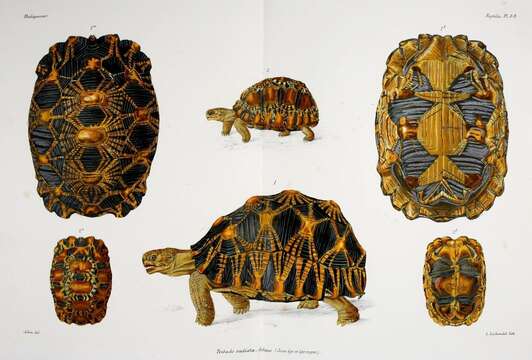 Image of Radiated Tortoise