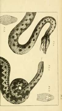 Imagem de Vipera berus (Linnaeus 1758)