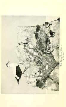 Image of Eider