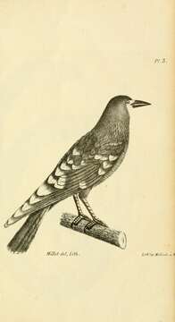 Imagem de Corvus frugilegus Linnaeus 1758