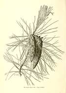 Image of eastern white pine