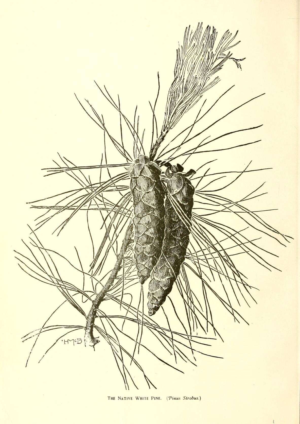 Image of eastern white pine