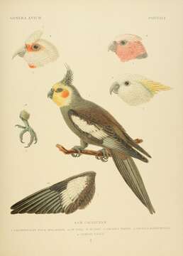 Image of Eolophus Bonaparte 1854