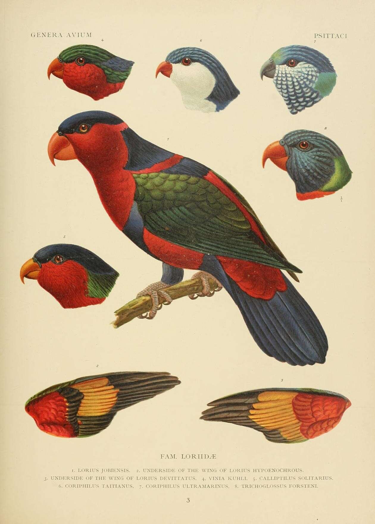 صورة Lorius lory jobiensis (Meyer & AB 1874)