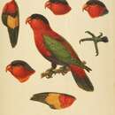 Lorius lory erythrothorax Salvadori 1877 resmi