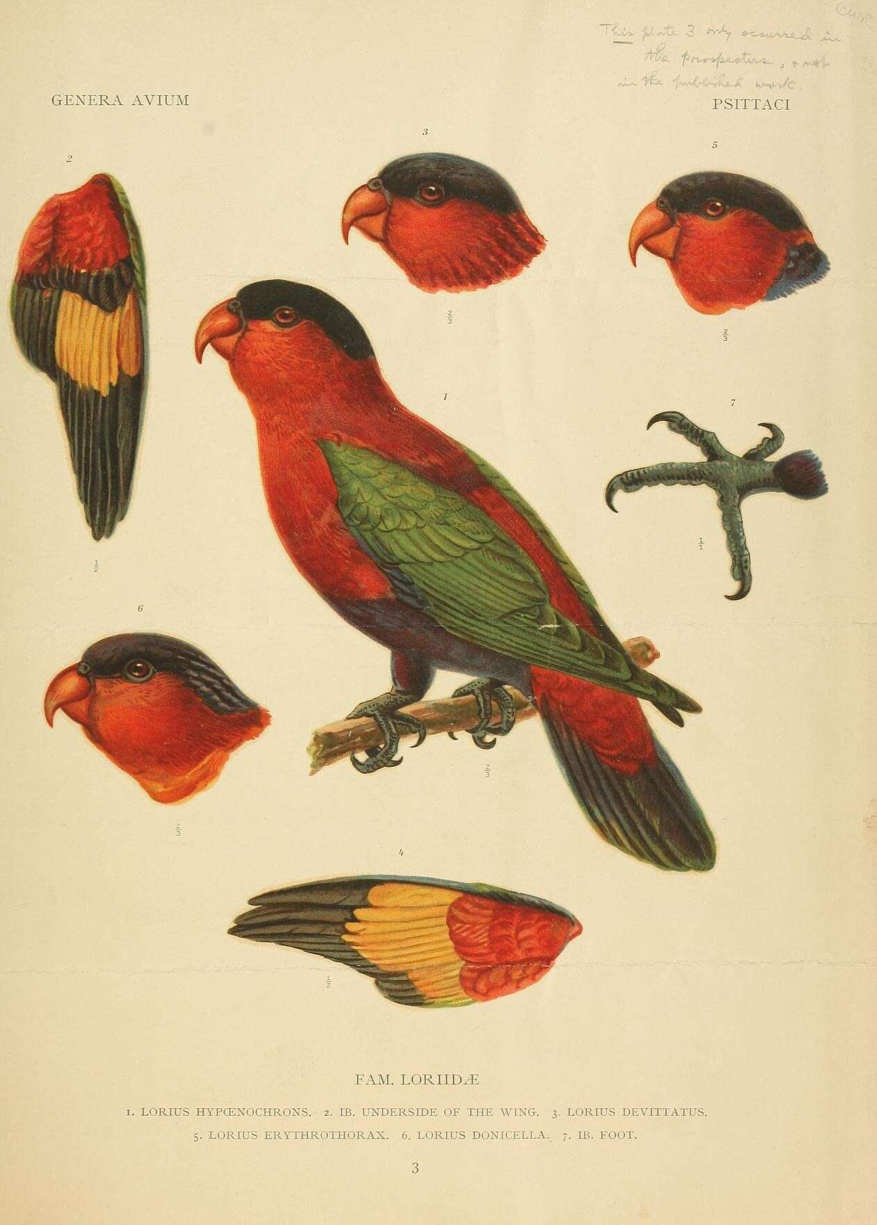 Слика од Lorius lory erythrothorax Salvadori 1877