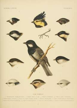 Image of Parus minor nigriloris Hellmayr 1900