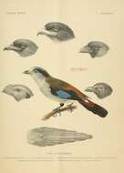 Image of Serilophus Swainson 1837