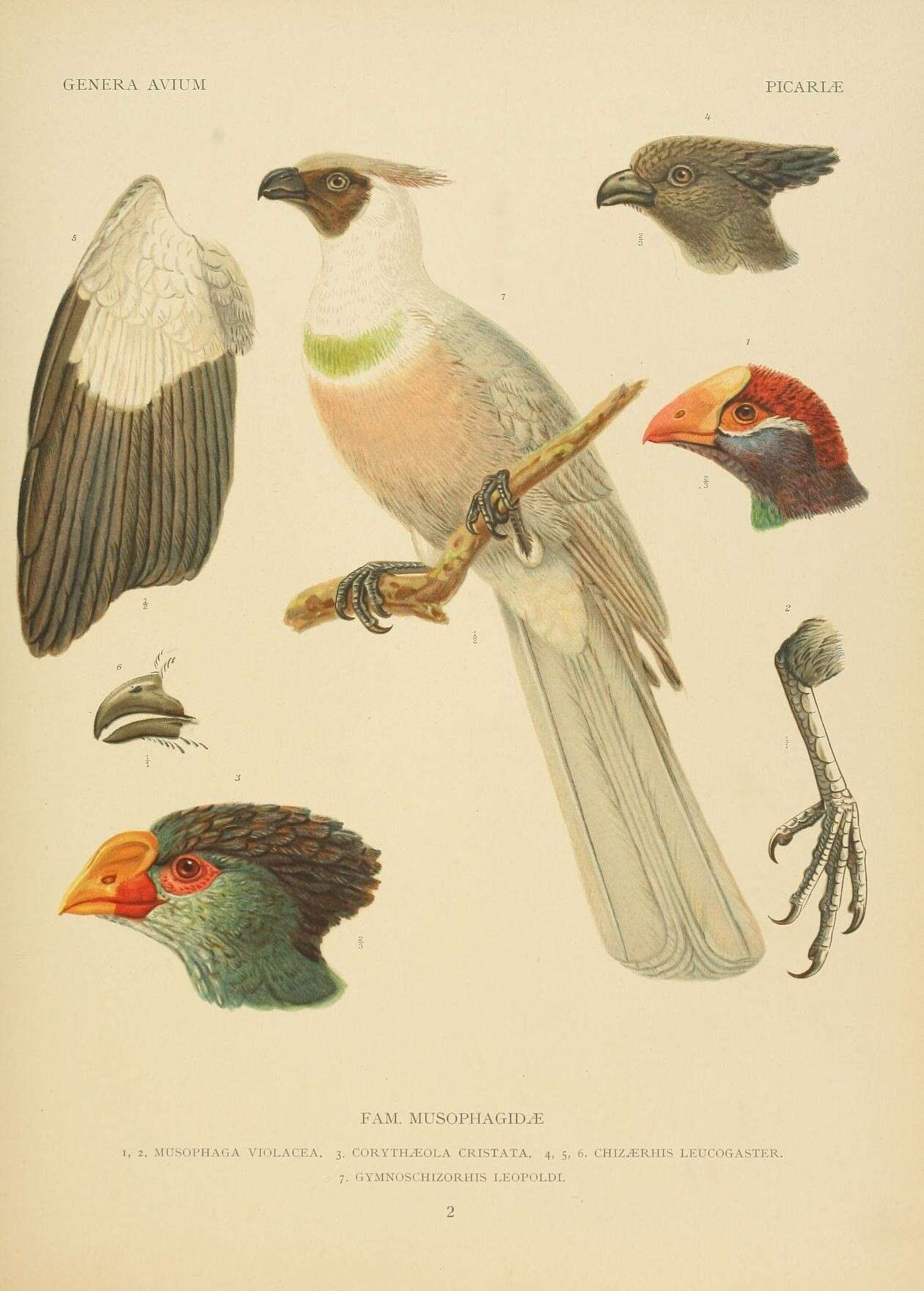 Image of Corythaixoides personatus leopoldi (Shelley 1881)