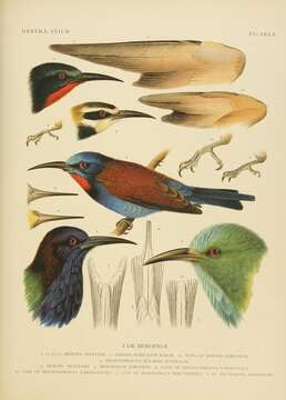 Image of bee-eaters