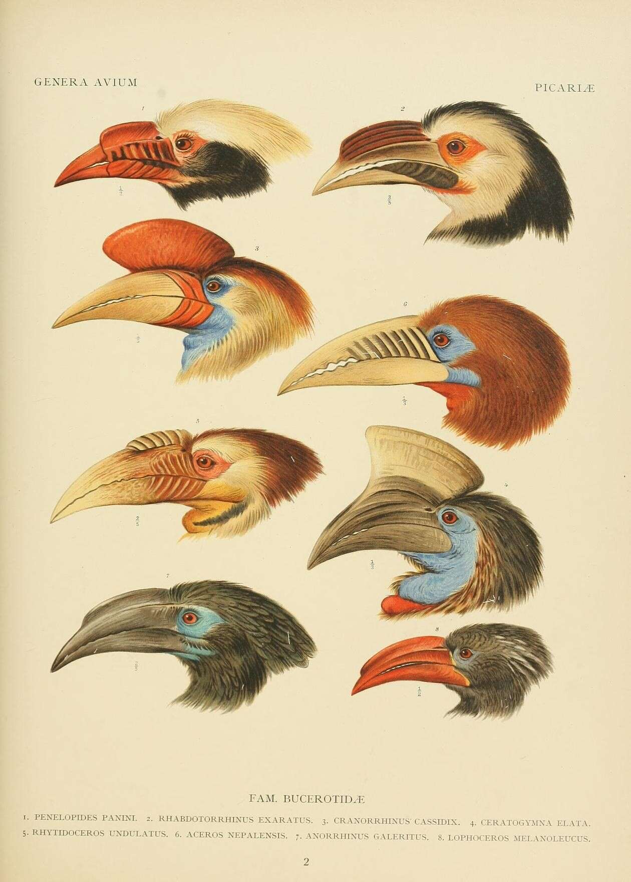 Image of hornbills