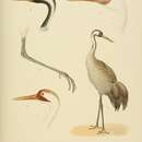 Image of Grus grus grus