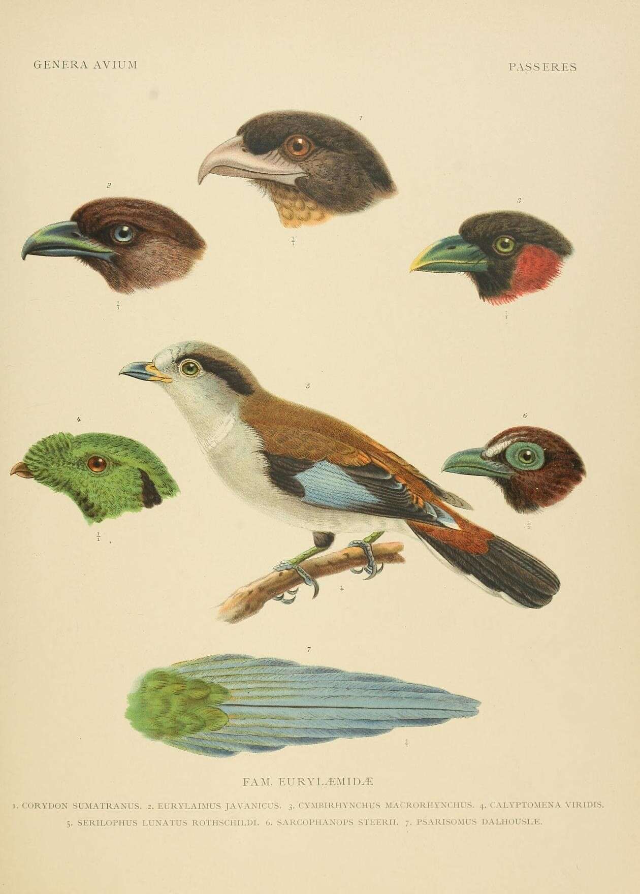 Image of Serilophus Swainson 1837