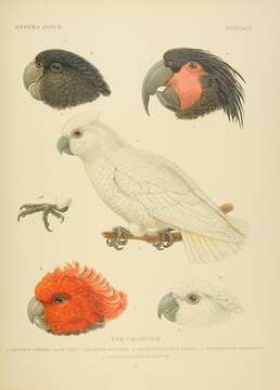 Image of Goffin's Cockatoo