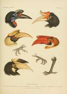 Image of hornbills