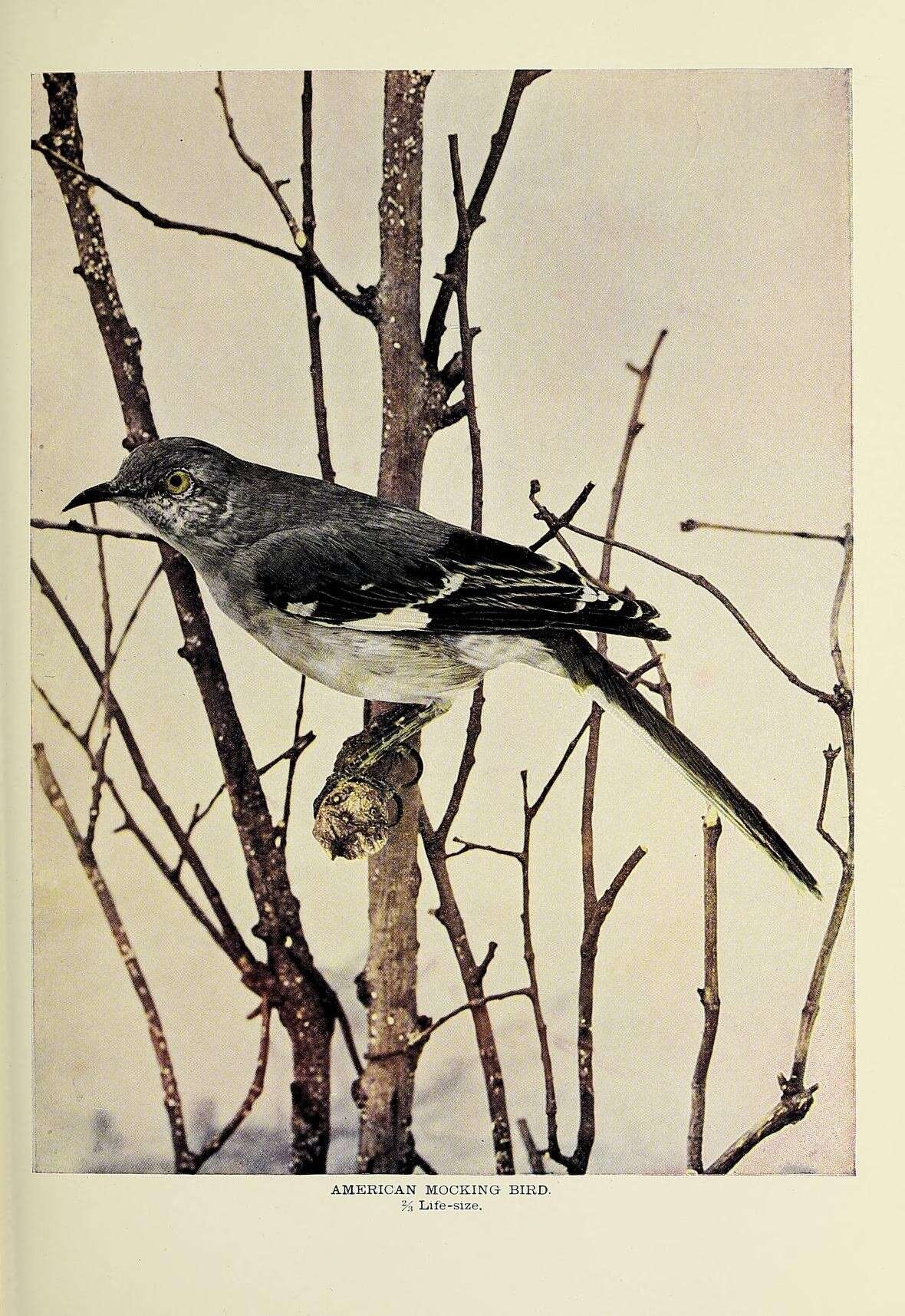 Image of Northern Mockingbird