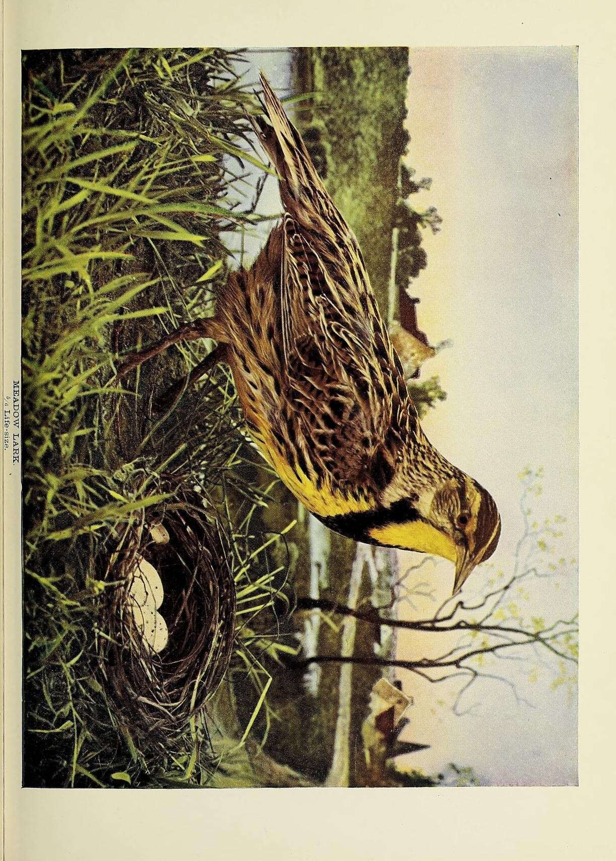 Image of Eastern Meadowlark