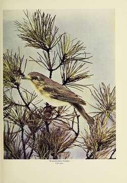 Vireo gilvus (Vieillot 1808) resmi