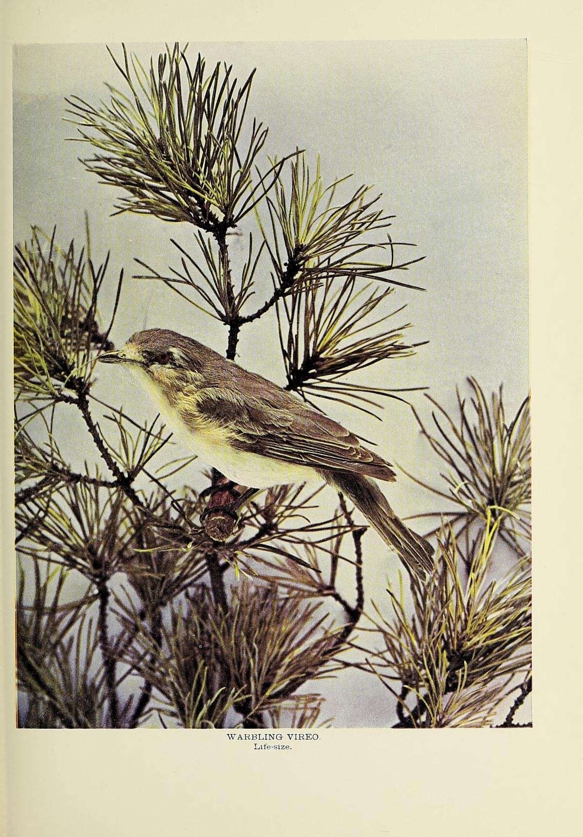 Image of Warbling Vireo