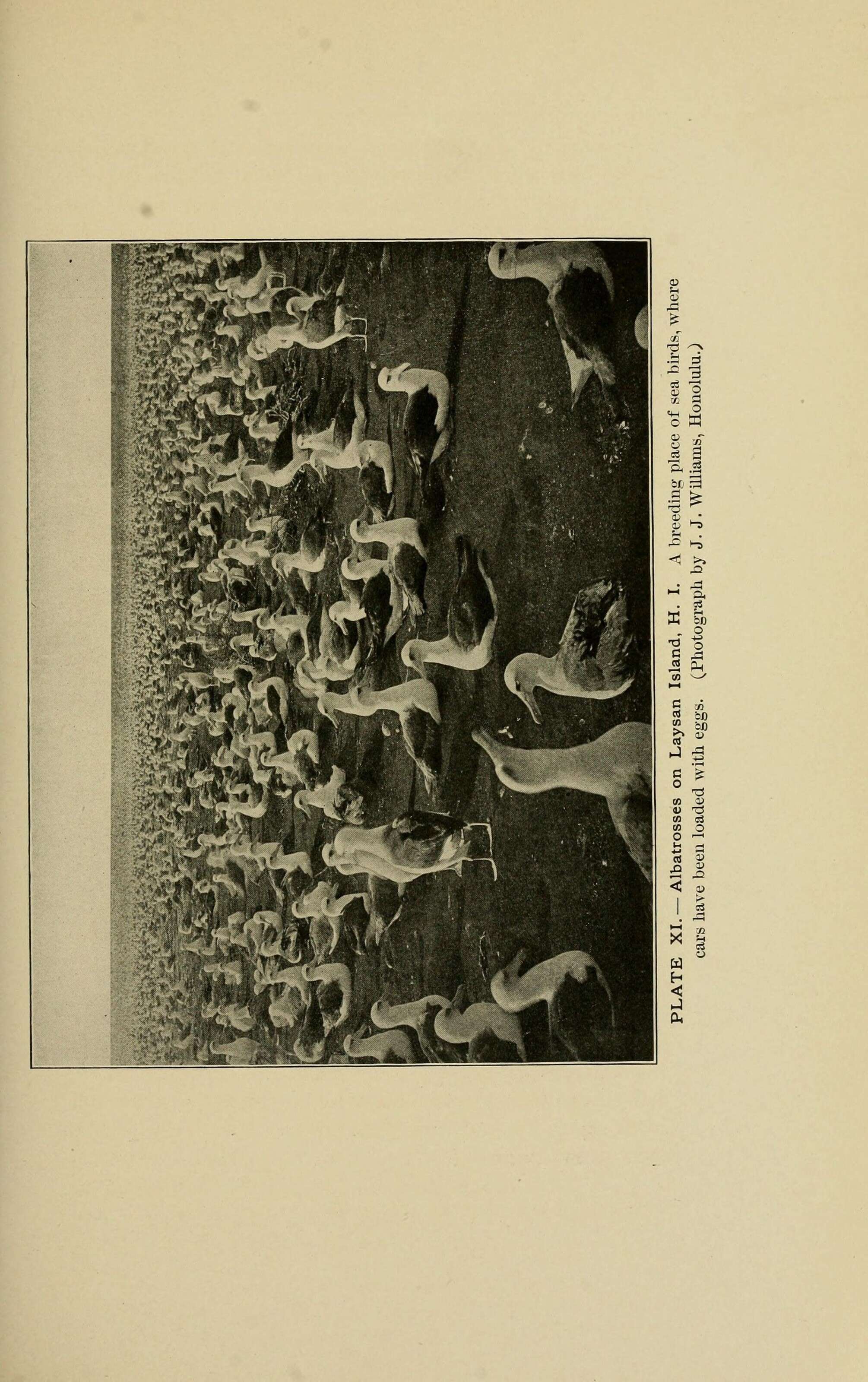 Image of albatrosses