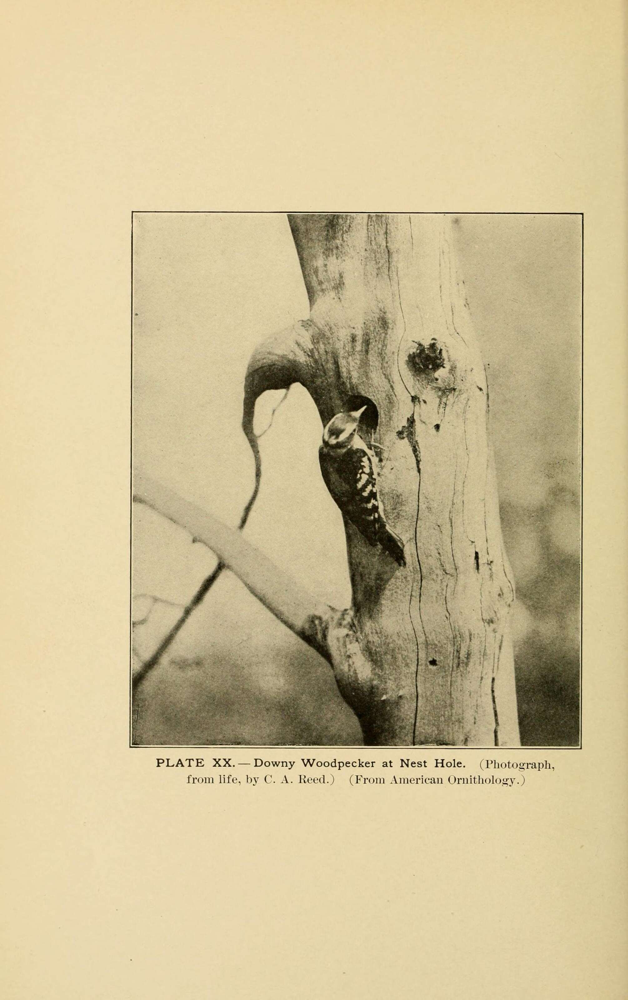 Image of Downy Woodpecker