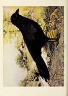 Image of American Crow