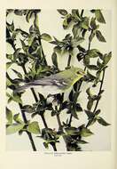 Image of Yellow-throated Vireo