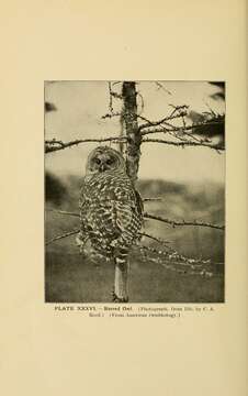 Image of Barred Owl