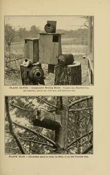 Image of Black-Capped Chickadee