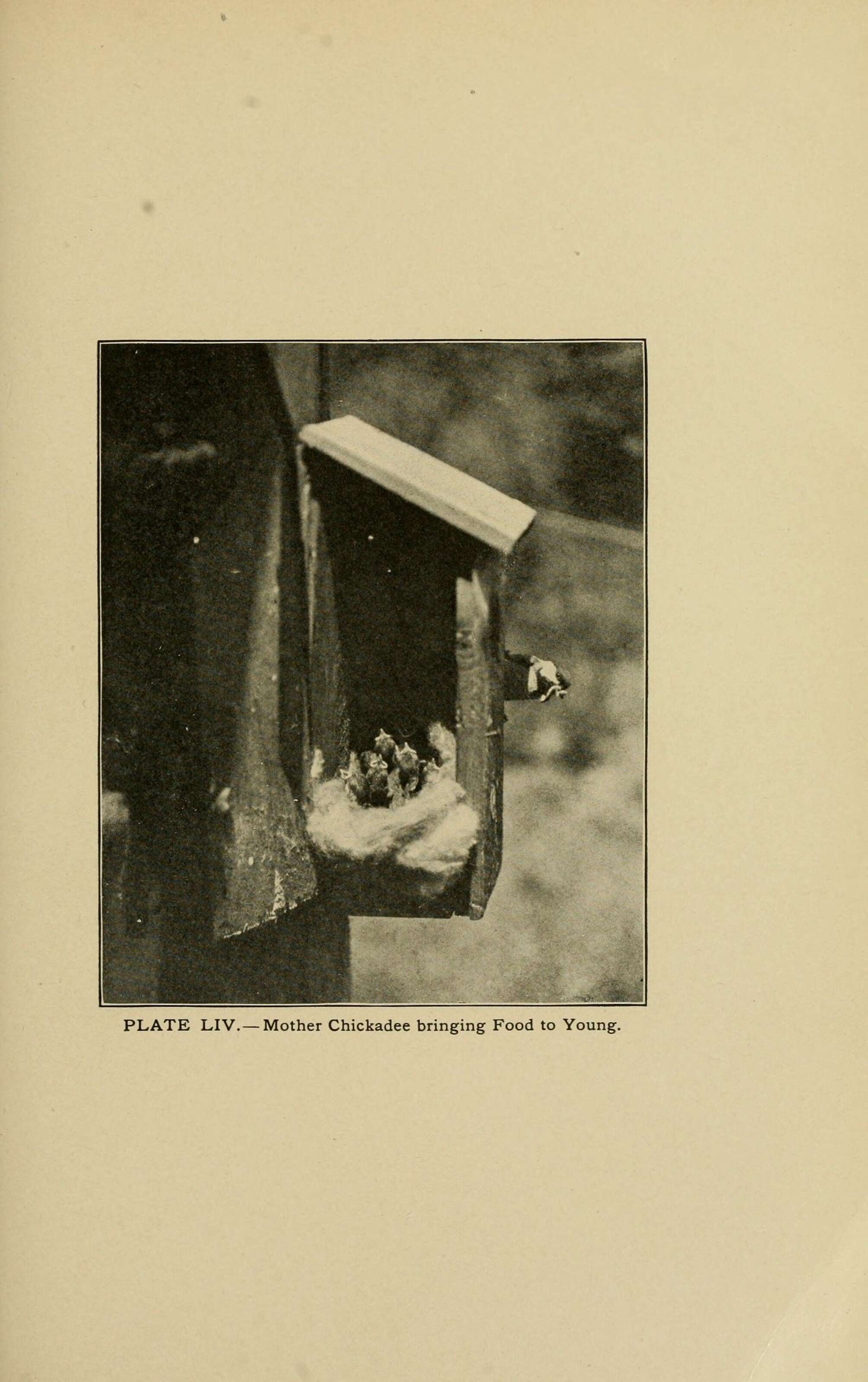 Image of Black-Capped Chickadee
