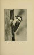 Image of Black-Capped Chickadee