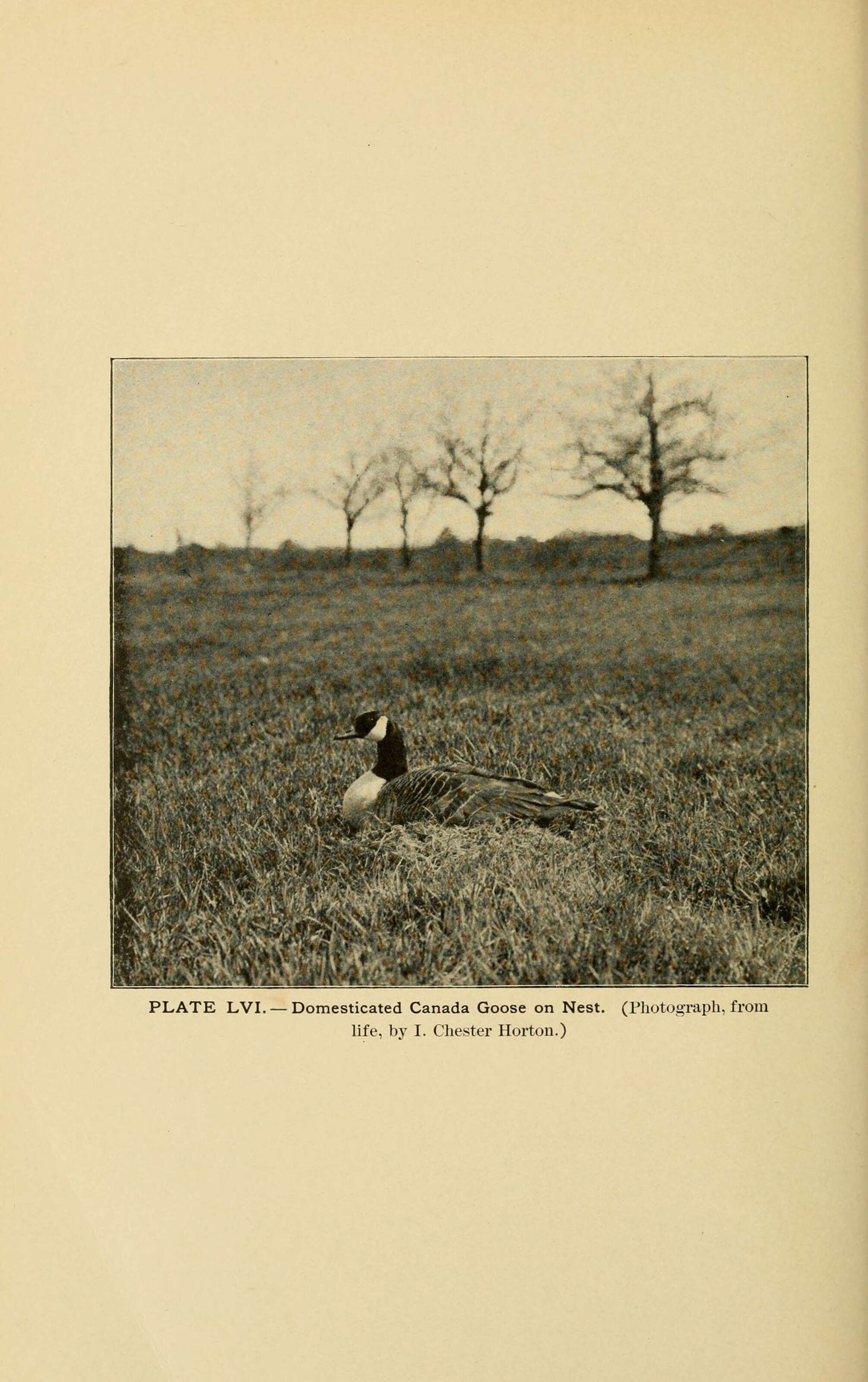 Image of Hawaiian goose