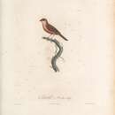 Image de Estrilda astrild rubriventris (Vieillot 1817)