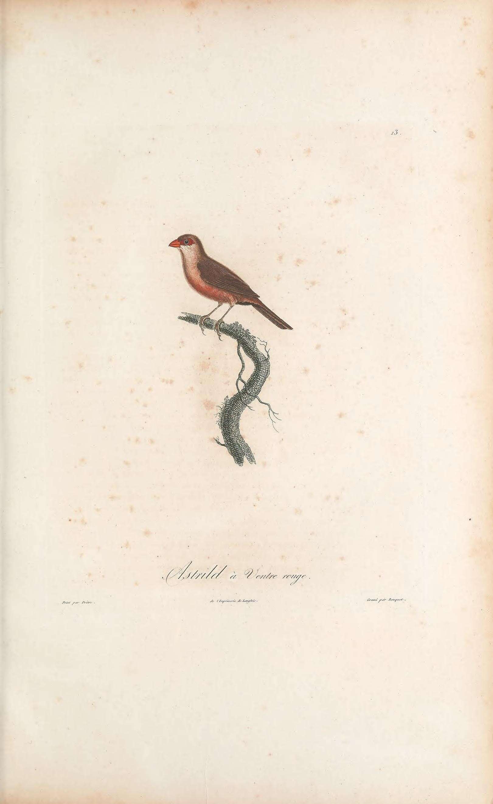 Sivun Estrilda astrild rubriventris (Vieillot 1817) kuva
