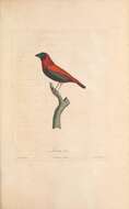 Image of Red Bishop