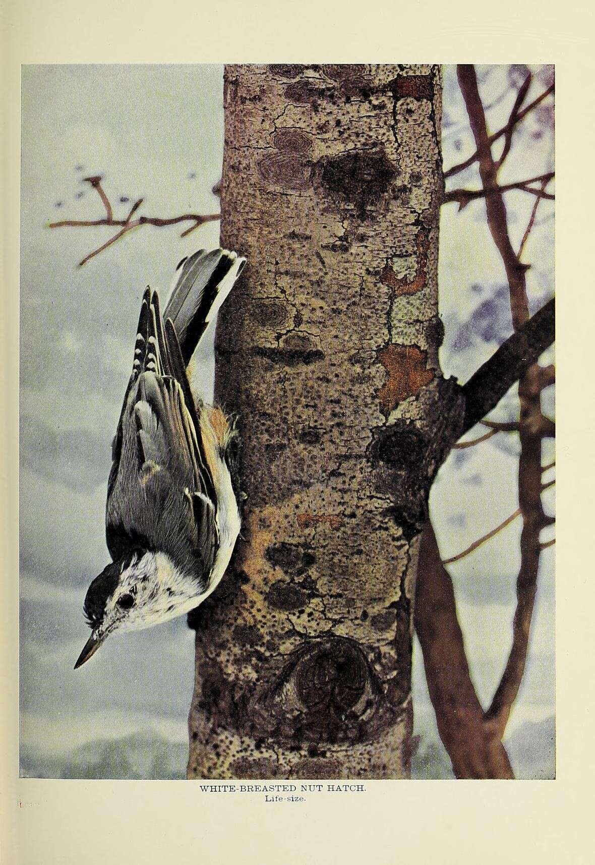 Image of White-breasted Nuthatch