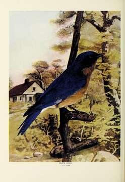 Image of Eastern Bluebird