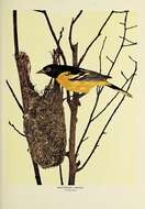 Image of Baltimore Oriole