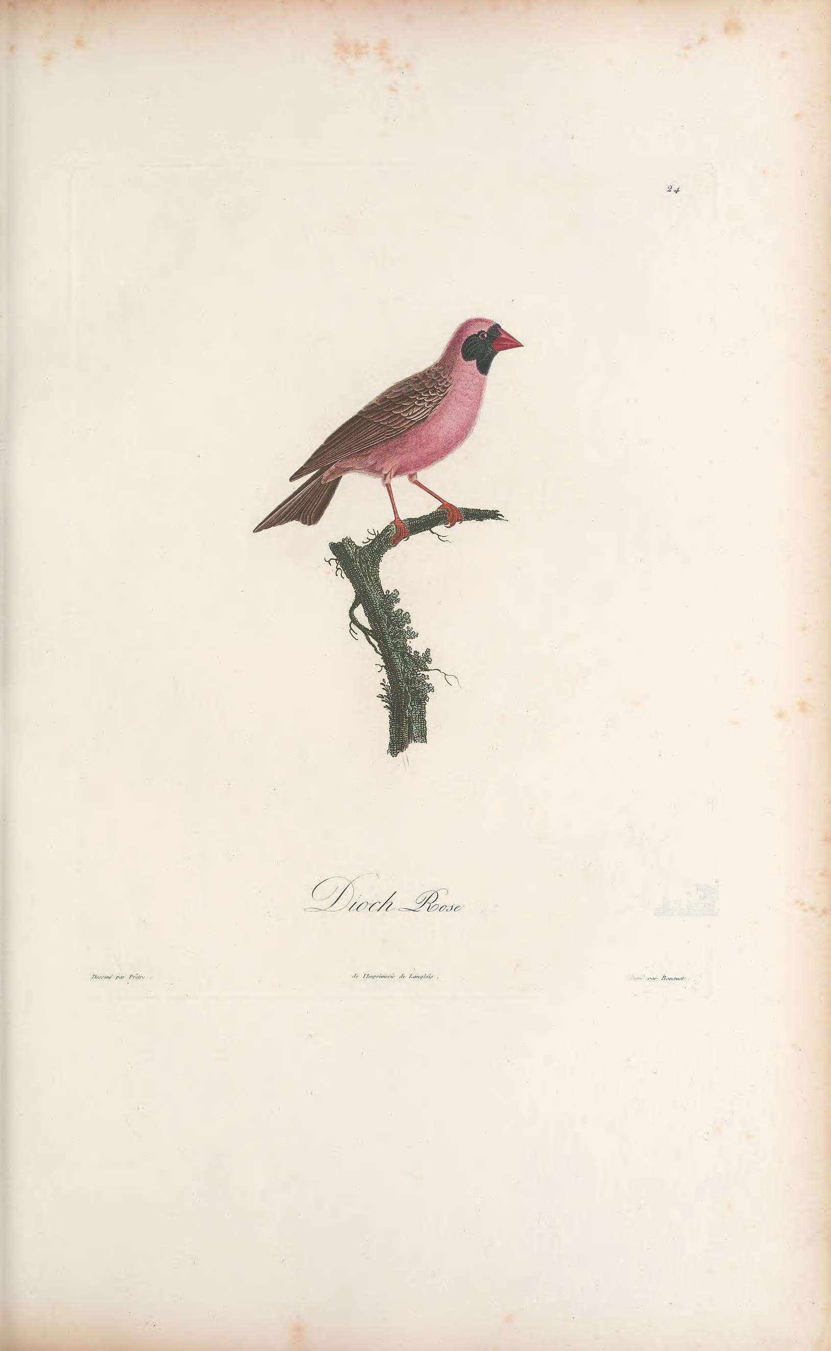 Image of Quelea Reichenbach 1850