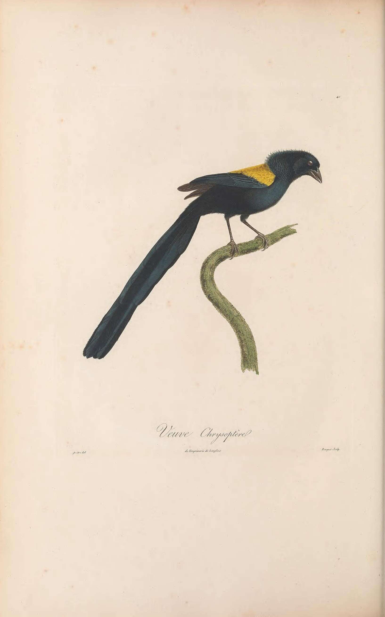 Image of Euplectes macroura macroura (Gmelin & JF 1789)