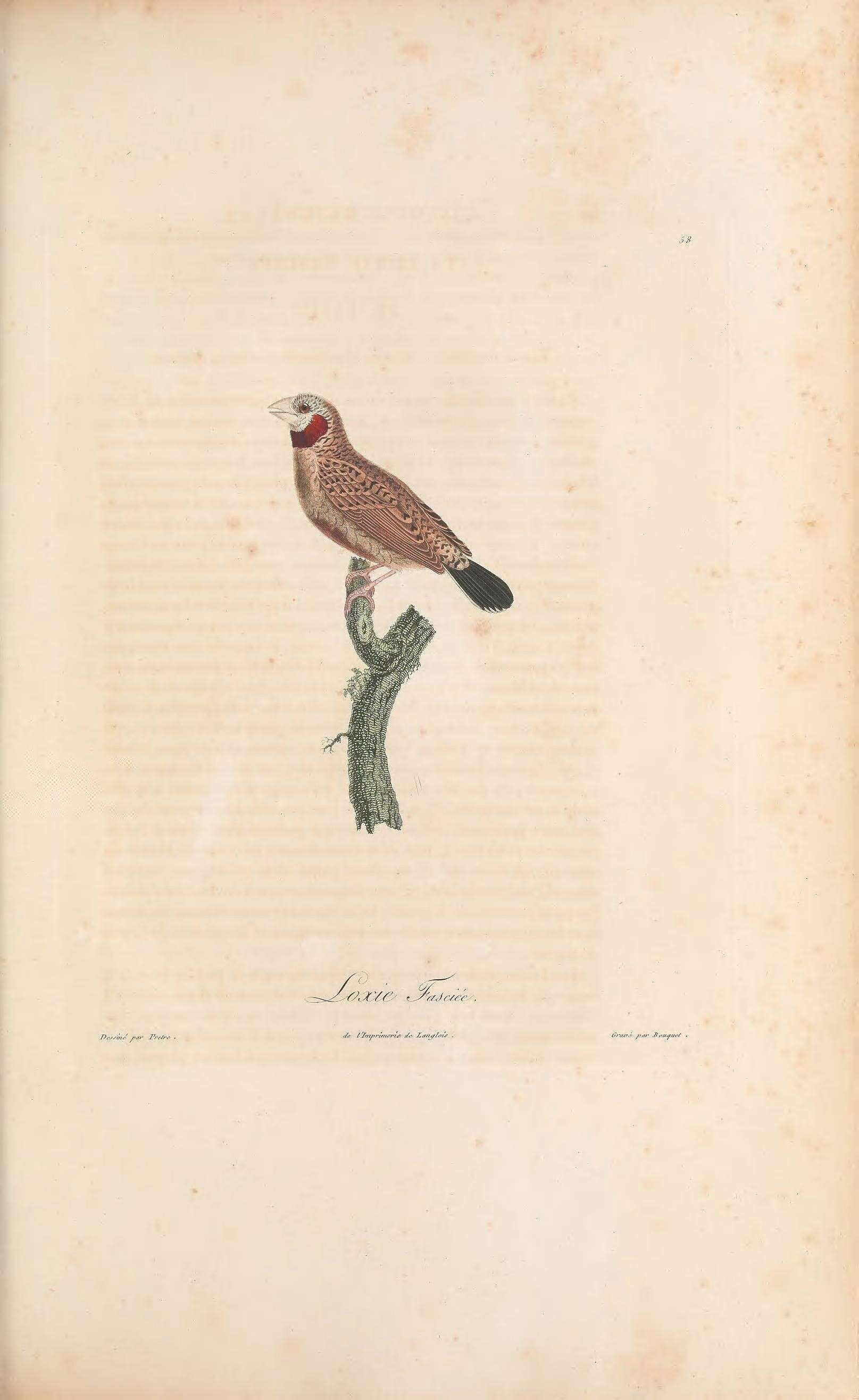 Image of Cut-throat Finch