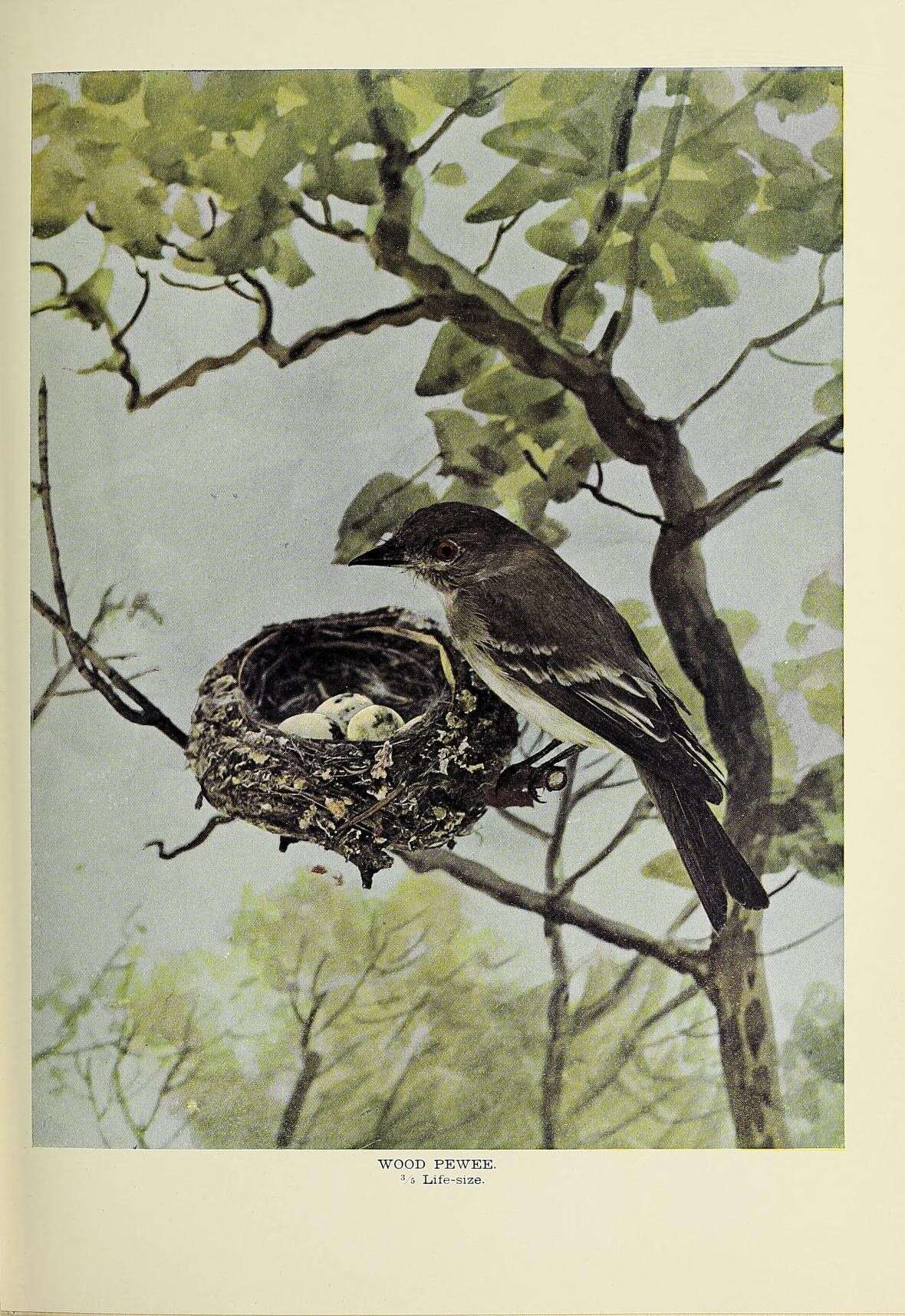 Image of Eastern Wood Pewee