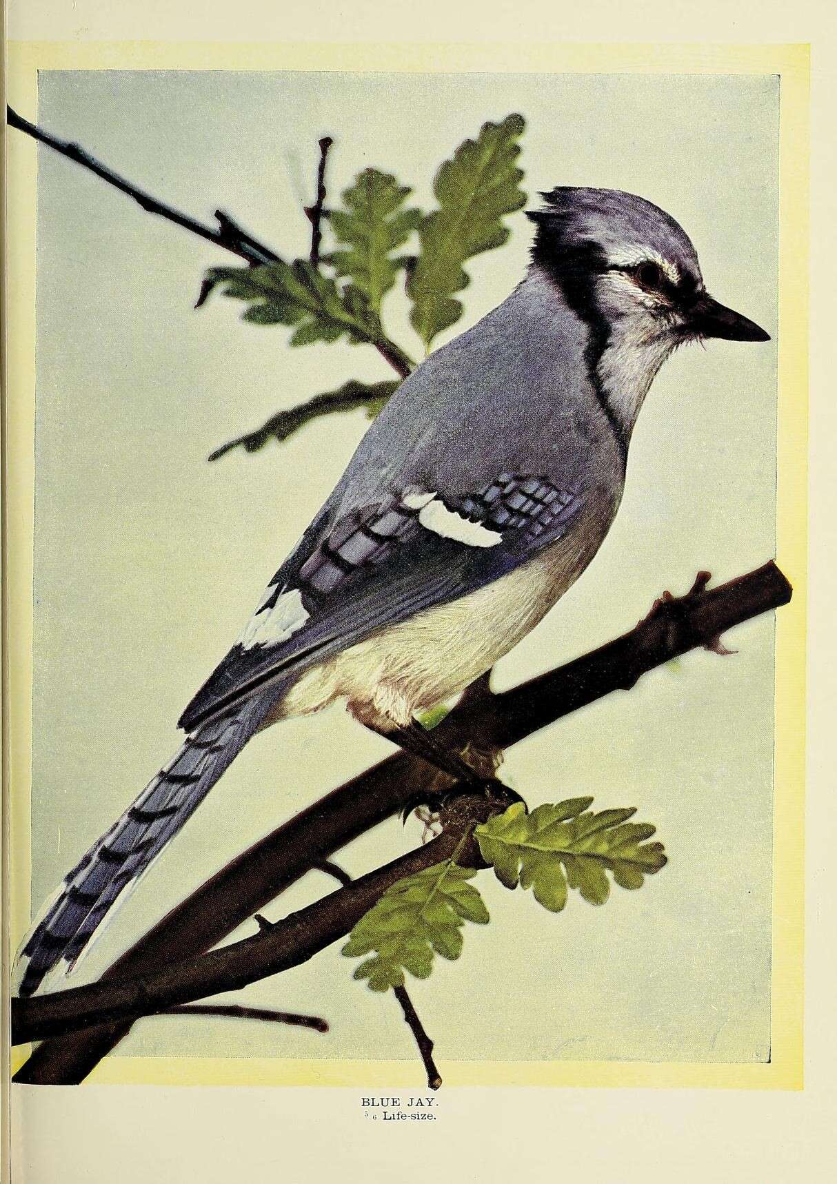 Image of Blue Jay