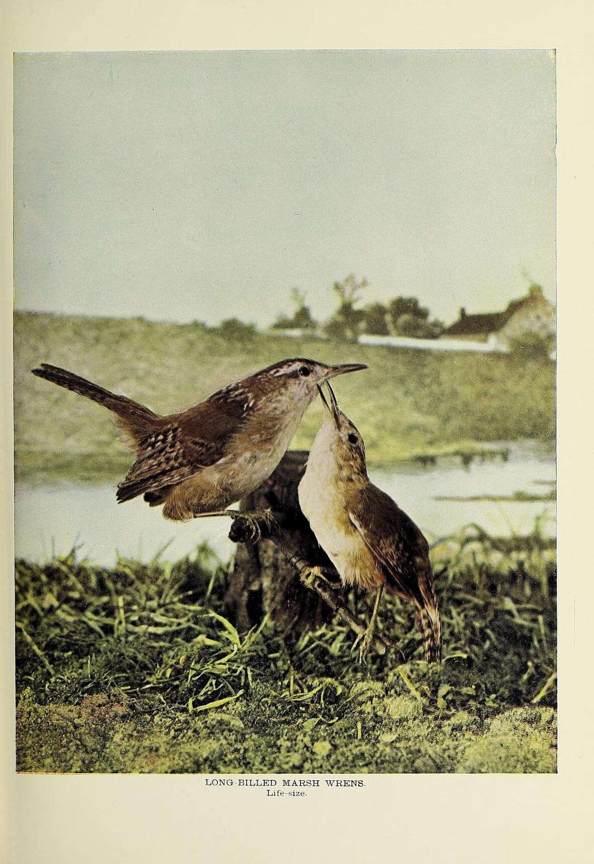 Image of Marsh Wren