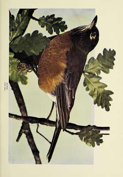 Image of American Robin