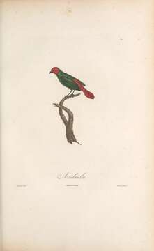 Image of Red-throated Parrot-Finch