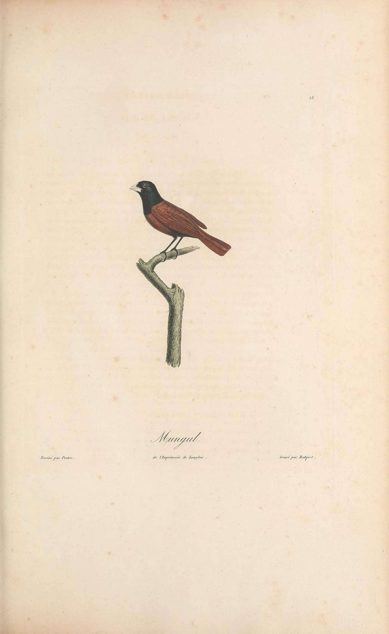 Image of Lonchura atricapilla atricapilla (Vieillot 1807)