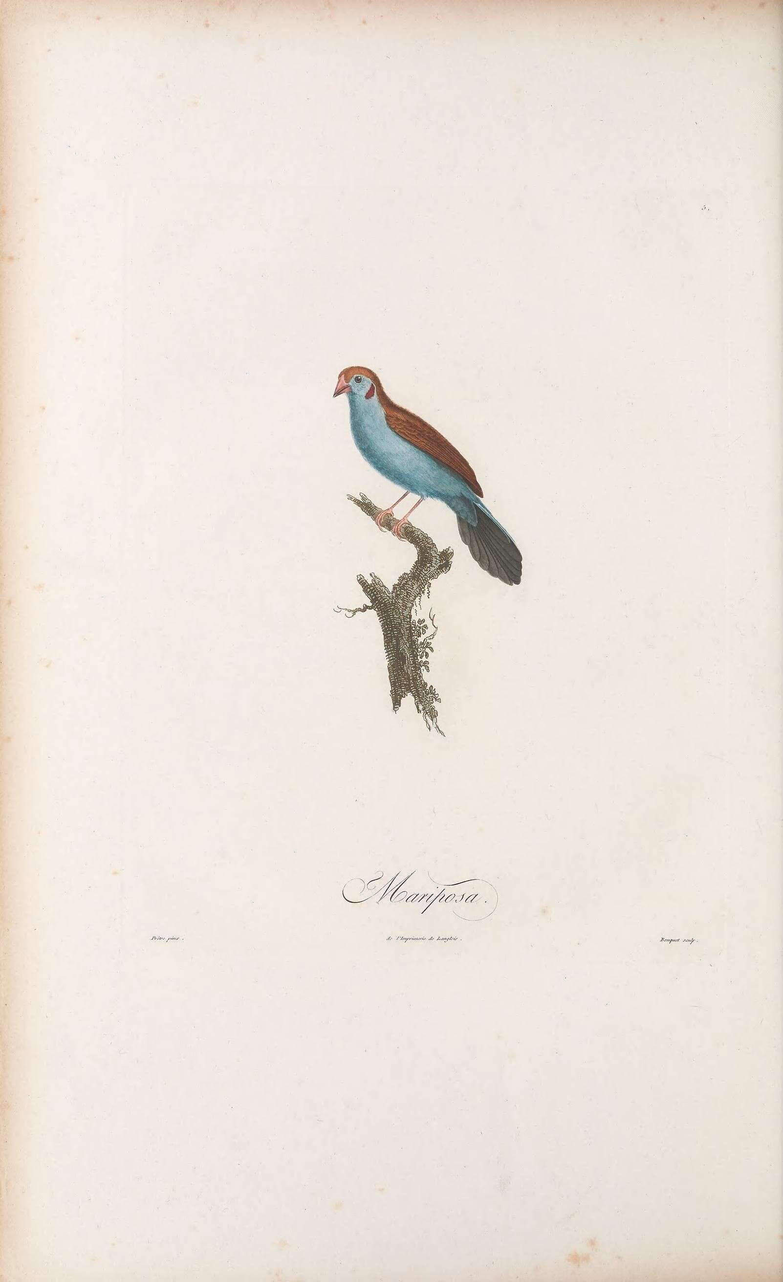 Image of Red-checked Cordon-bleu