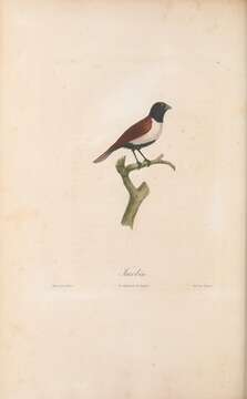 Image of Black-headed Munia