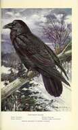 Image of Corvus corax principalis Ridgway 1887